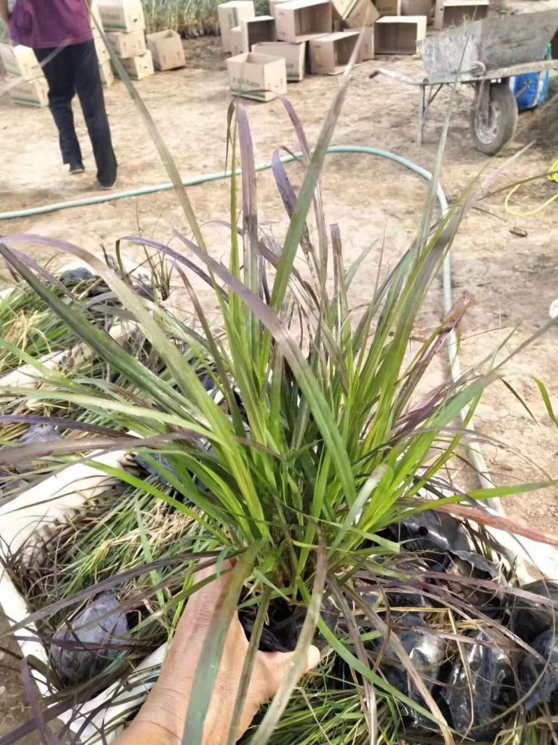 花卉盆景紫叶狼尾草种植基地紫叶狼尾草自产自销。