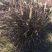 花卉盆景紫叶狼尾草种植基地紫叶狼尾草自产自销。