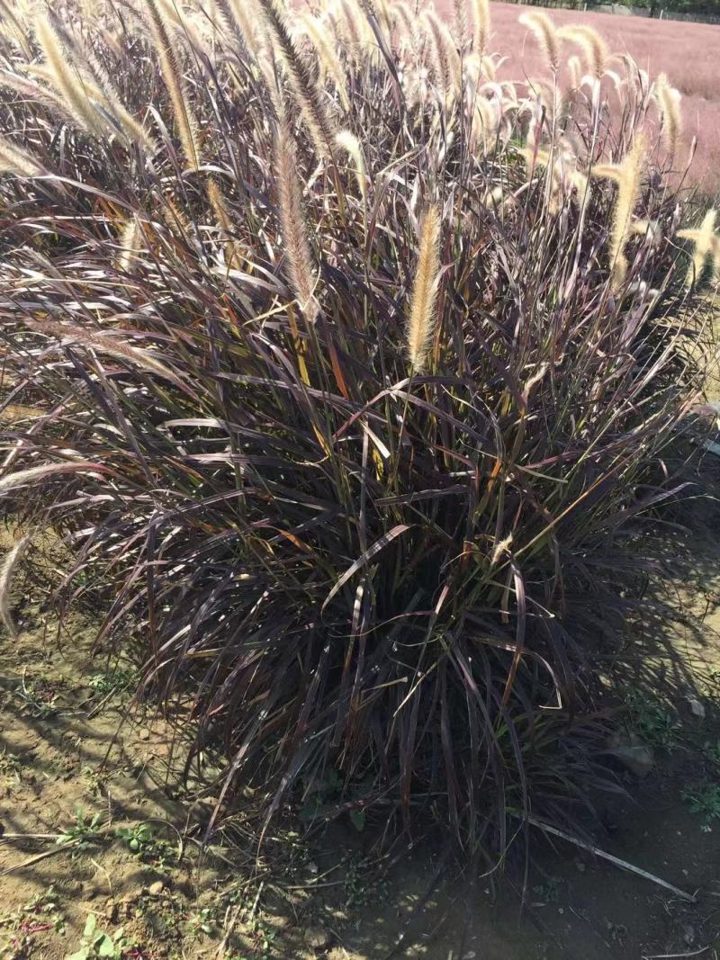 花卉盆景紫叶狼尾草种植基地紫叶狼尾草自产自销。