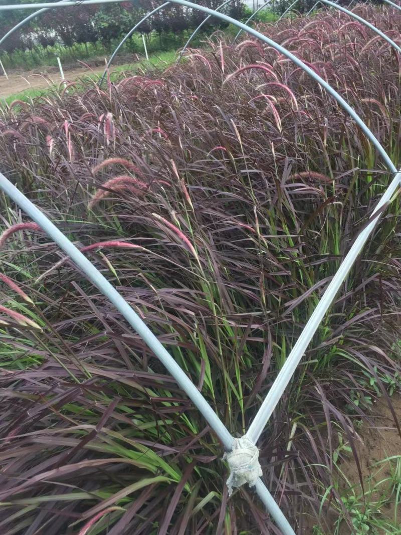 花卉盆景紫叶狼尾草种植基地紫叶狼尾草自产自销。