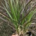 花卉盆景紫叶狼尾草种植基地紫叶狼尾草自产自销。