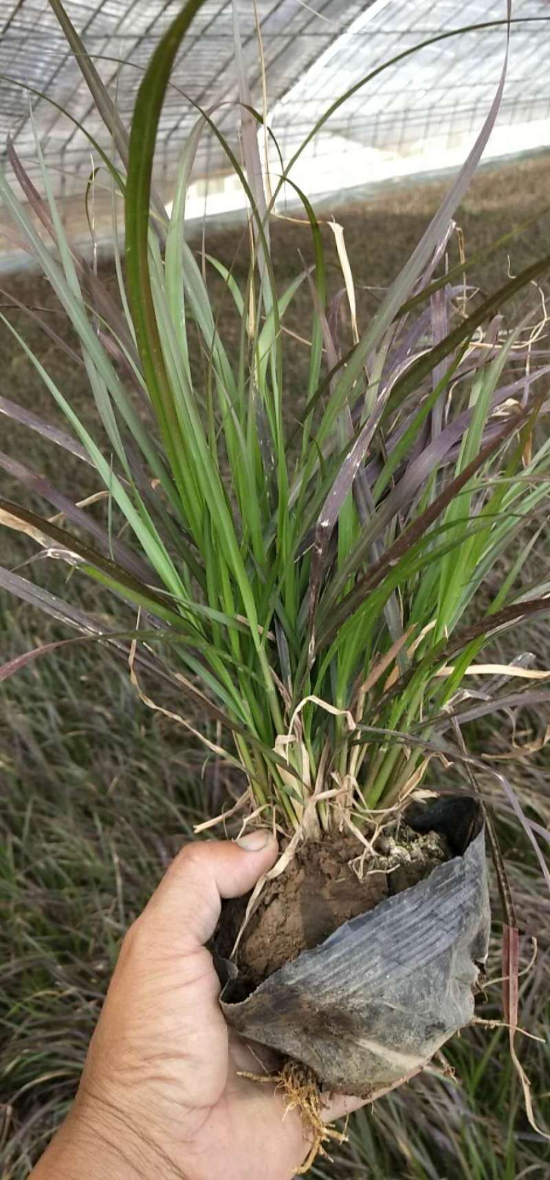 花卉盆景紫叶狼尾草种植基地紫叶狼尾草自产自销。