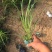 东方狼尾草种植基地东方狼尾草大量供应。低价处理。