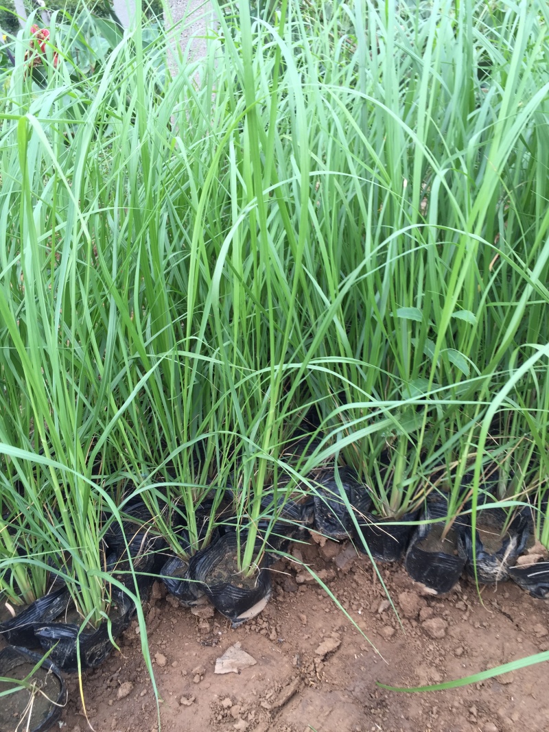 东方狼尾草种植基地东方狼尾草大量供应。低价处理。