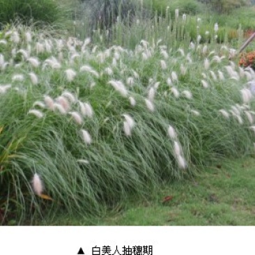 白美人狼尾草自产自销白美人狼尾草种植基地。300万