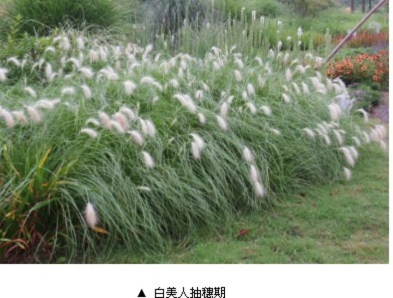 白美人狼尾草自产自销白美人狼尾草种植基地。300万