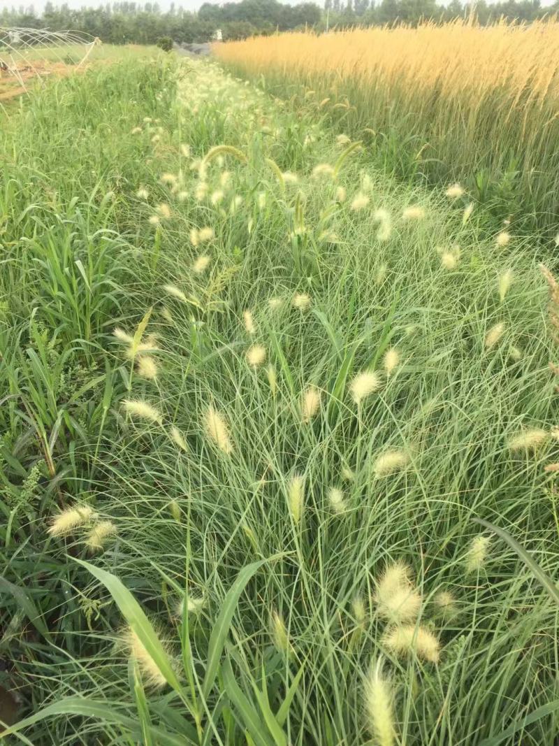 白美人狼尾草自产自销白美人狼尾草种植基地。300万