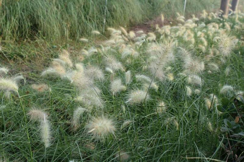 白美人狼尾草自产自销白美人狼尾草种植基地。300万