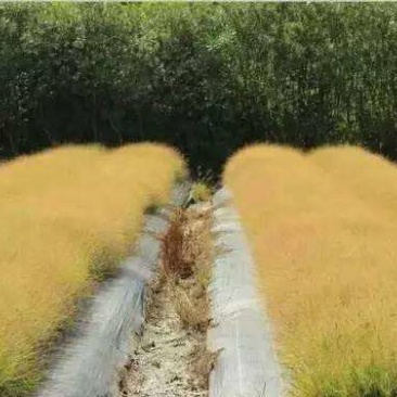 画眉草种植基地画眉草批发价格500万处理。