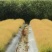 画眉草种植基地画眉草批发价格500万处理。