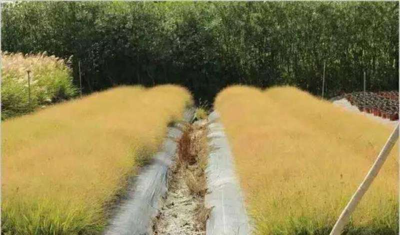 画眉草种植基地画眉草批发价格500万处理。