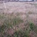 画眉草种植基地画眉草批发价格500万处理。