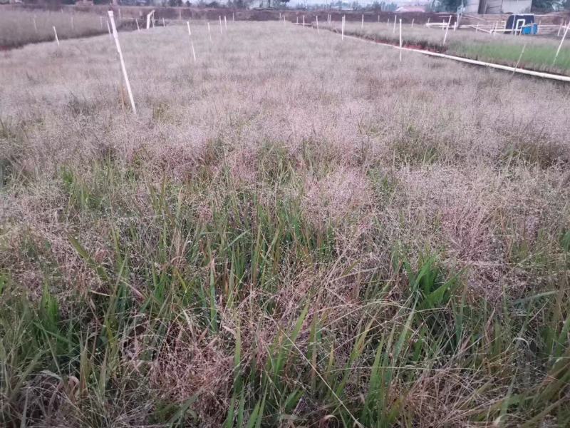 画眉草种植基地画眉草批发价格500万处理。
