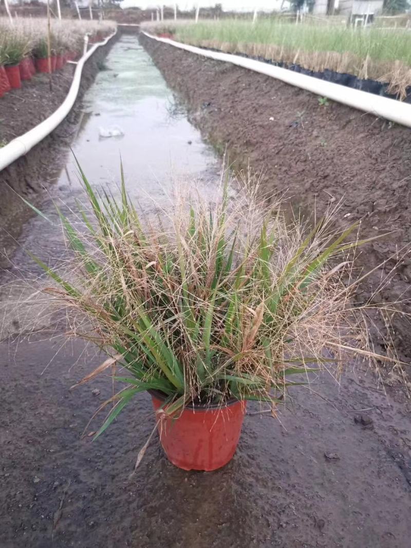 画眉草种植基地画眉草批发价格500万处理。