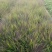 画眉草种植基地画眉草批发价格500万处理。