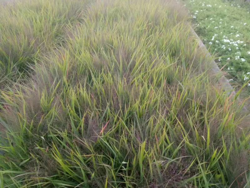 画眉草种植基地画眉草批发价格500万处理。