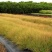 画眉草种植基地画眉草批发价格500万处理。