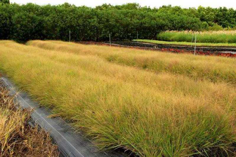 画眉草种植基地画眉草批发价格500万处理。