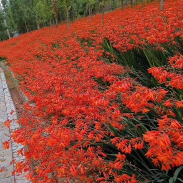 火星花自产自销火星花种植基地