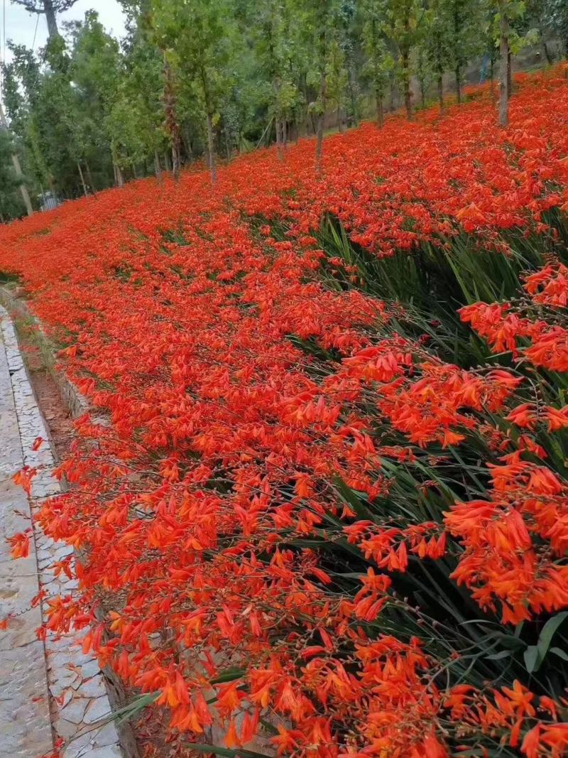 火星花自产自销火星花种植基地