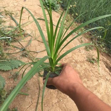 崂峪苔草自产自销崂峪苔草种植基地。800万处理