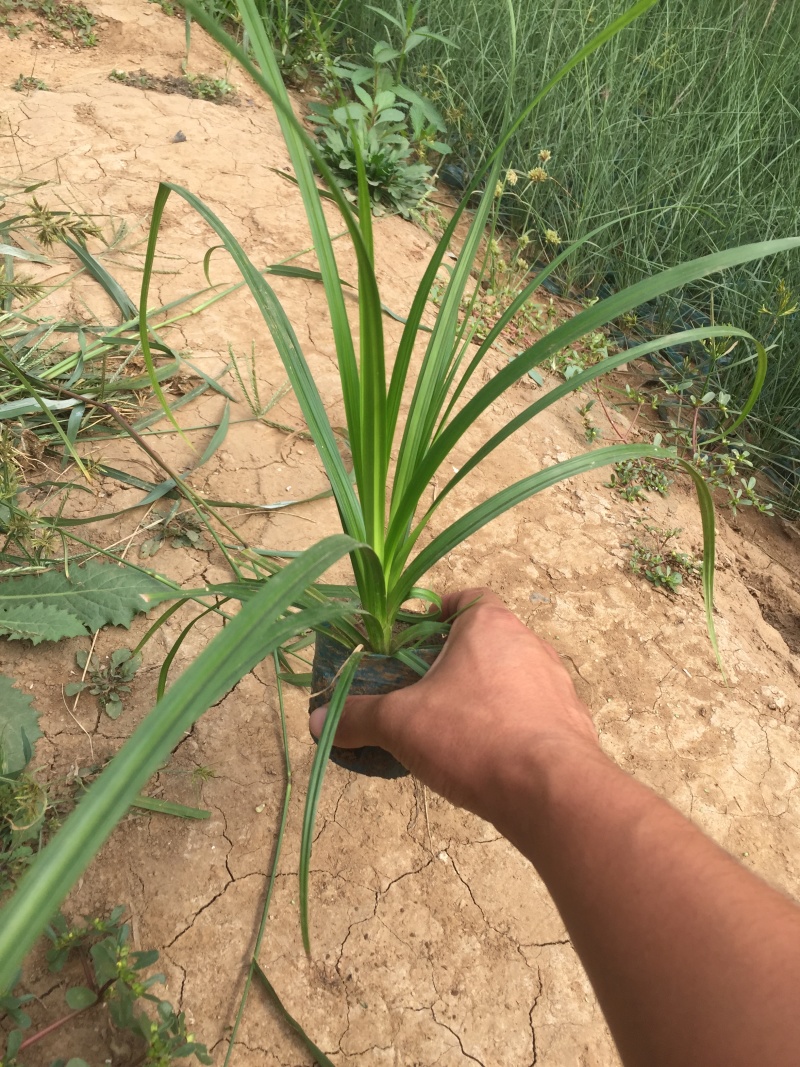 崂峪苔草自产自销崂峪苔草种植基地。800万处理