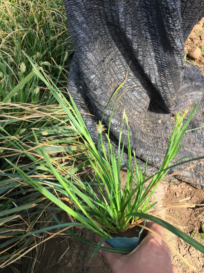 崂峪苔草自产自销崂峪苔草种植基地。800万处理