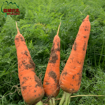 新鲜胡萝卜5斤装农家自种带泥胡萝卜新鲜蔬菜宝