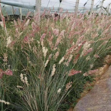 花卉盆景坡地毛冠草自产自销坡地毛冠草种植基地。3