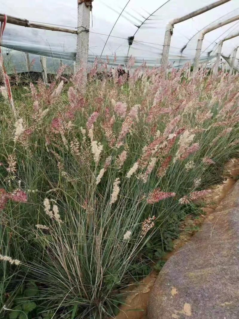 花卉盆景坡地毛冠草自产自销坡地毛冠草种植基地。3