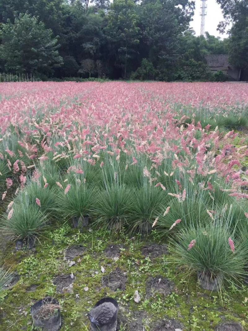 花卉盆景坡地毛冠草自产自销坡地毛冠草种植基地。3