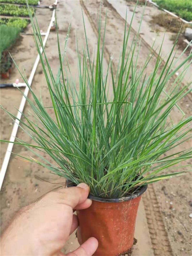 花卉盆景坡地毛冠草自产自销坡地毛冠草种植基地。3