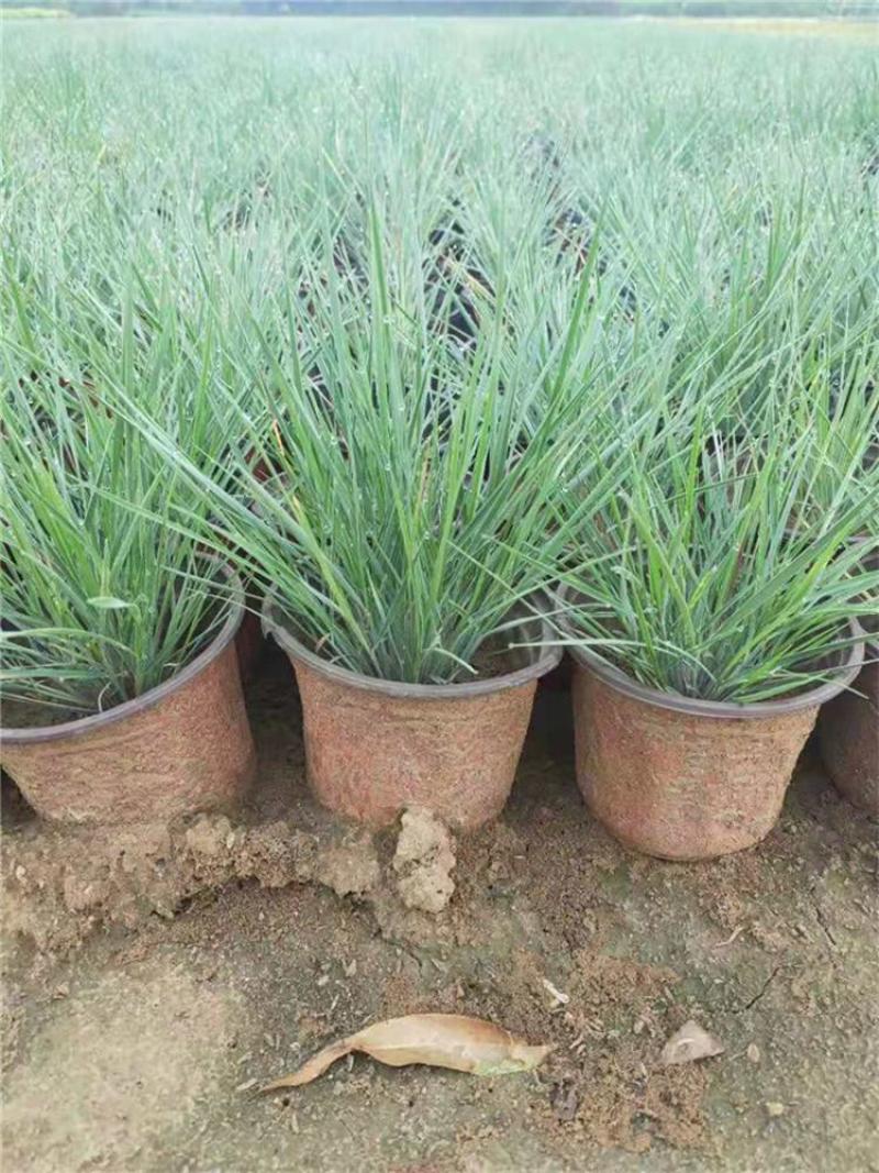 花卉盆景坡地毛冠草自产自销坡地毛冠草种植基地。3