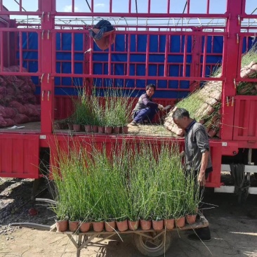 木贼种植基地木贼自产自销。50万处理。