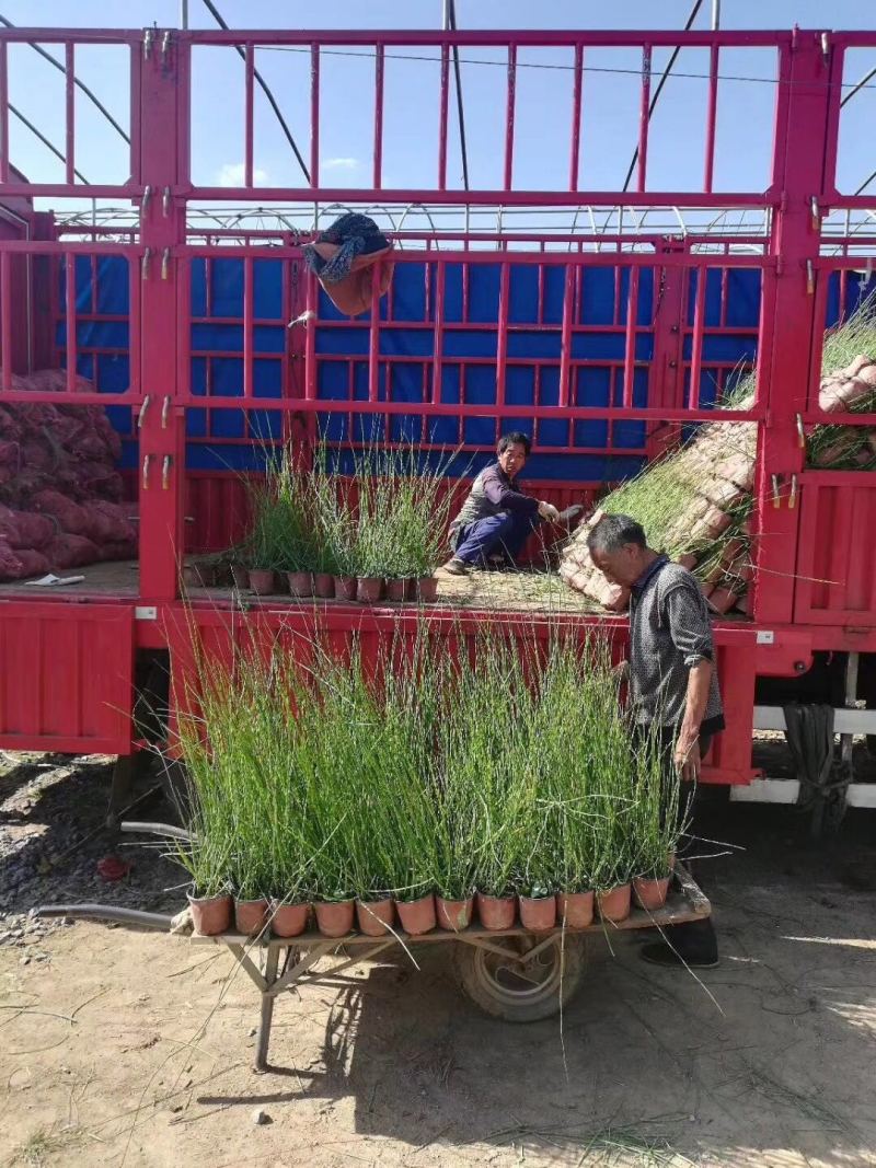 木贼种植基地木贼自产自销。50万处理。