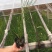 木贼种植基地木贼自产自销。50万处理。