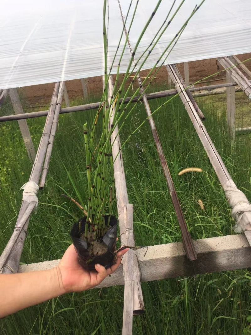 木贼种植基地木贼自产自销。50万处理。