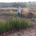 木贼种植基地木贼自产自销。50万处理。
