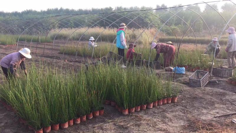 木贼种植基地木贼自产自销。50万处理。