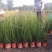 木贼种植基地木贼自产自销。50万处理。