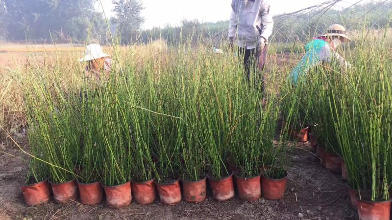 木贼种植基地木贼自产自销。50万处理。