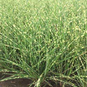 斑叶芒自产自销金酒吧班叶芒种植基地。处理300万