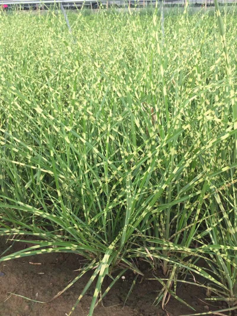 斑叶芒自产自销金酒吧班叶芒种植基地。处理300万