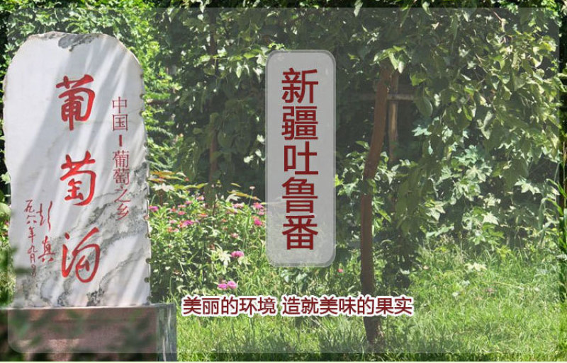 吐鲁番黑加仑葡萄干500g袋去柄黑葡萄干原味黑香妃提子干