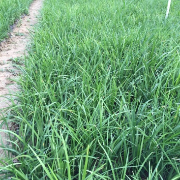 沿阶草自产自销沿阶草种植基地。100万低价处理