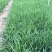 沿阶草自产自销沿阶草种植基地。100万低价处理