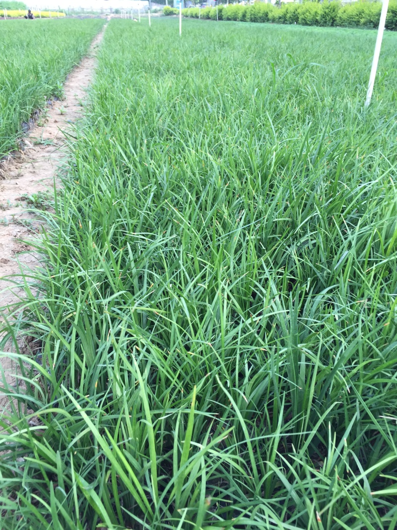 沿阶草自产自销沿阶草种植基地。100万低价处理