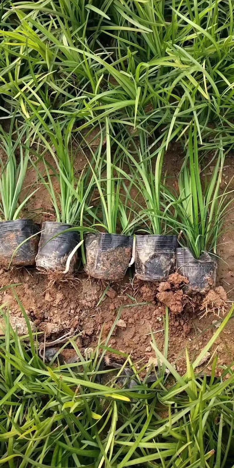 沿阶草自产自销沿阶草种植基地。100万低价处理