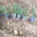沿阶草自产自销沿阶草种植基地。100万低价处理