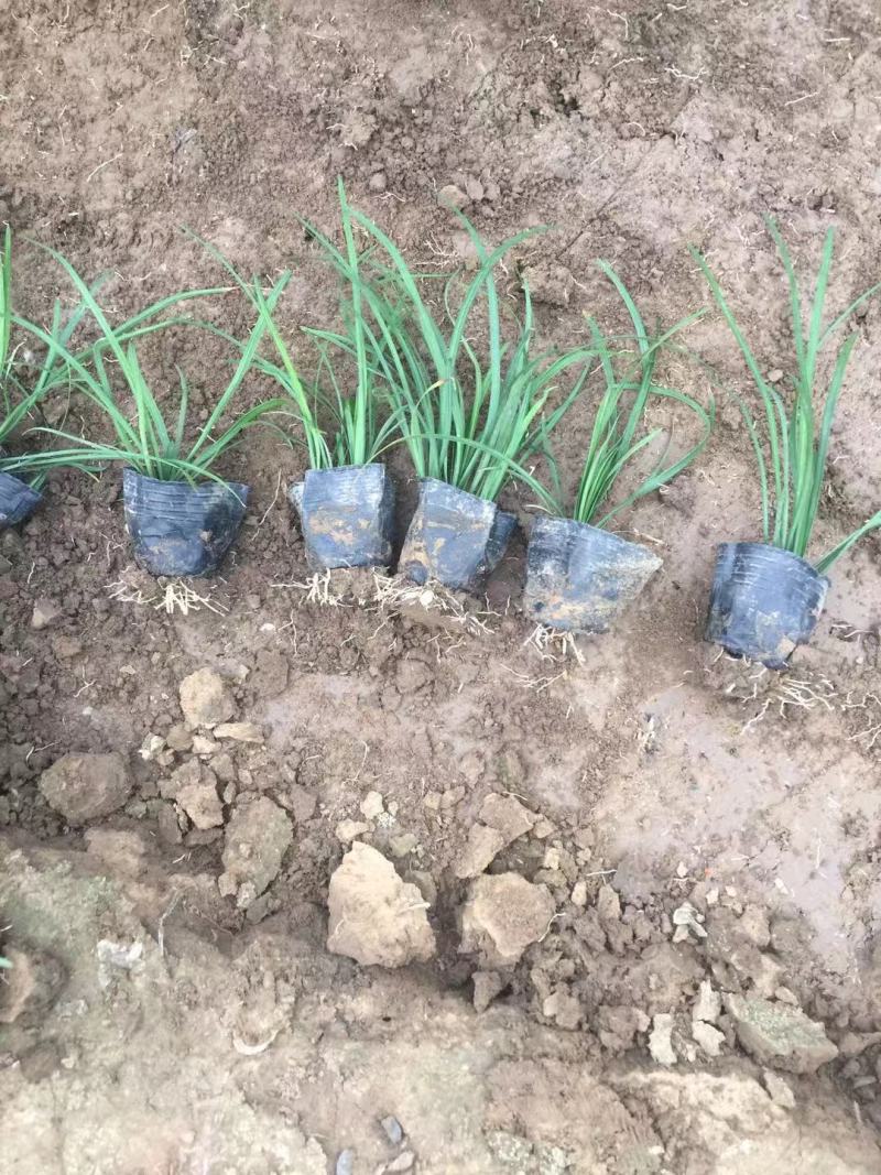 沿阶草自产自销沿阶草种植基地。100万低价处理